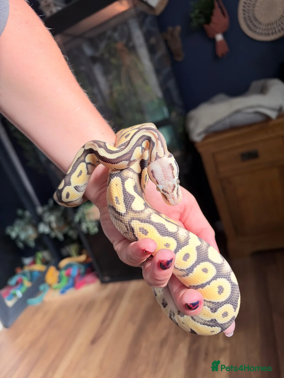 Python Snake reptiles for sale: Super Pastel Desert Ghost Ball Python  - Advert 2