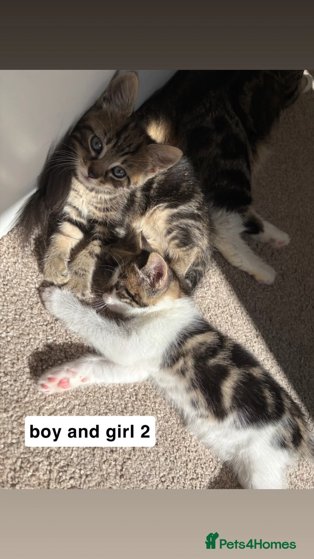 Mixed Breed cats for sale: 3 beautiful kittens - Advert 2