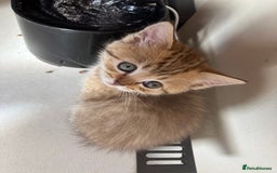 Scottish Fold cats for sale: 1 fold 2 straight Scottish darlings  - Image 23