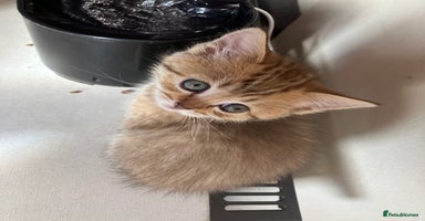 Scottish Fold cats - Advert 14