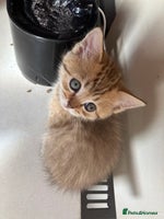 Scottish Fold cats - Advert 3