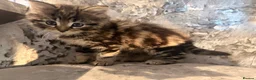 Mixed Breed cats for sale: Half Norwegian forest cat male kitten in Tonbridge - Advert 6