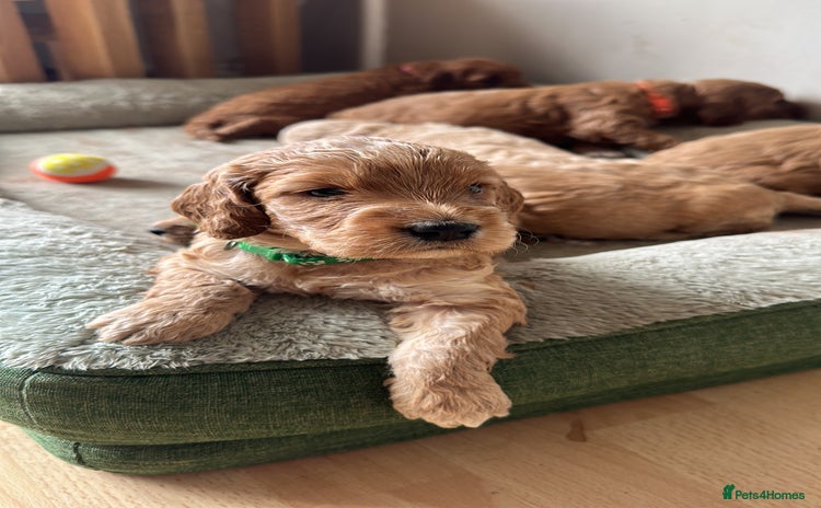 Irish Doodle dogs - Advert 2