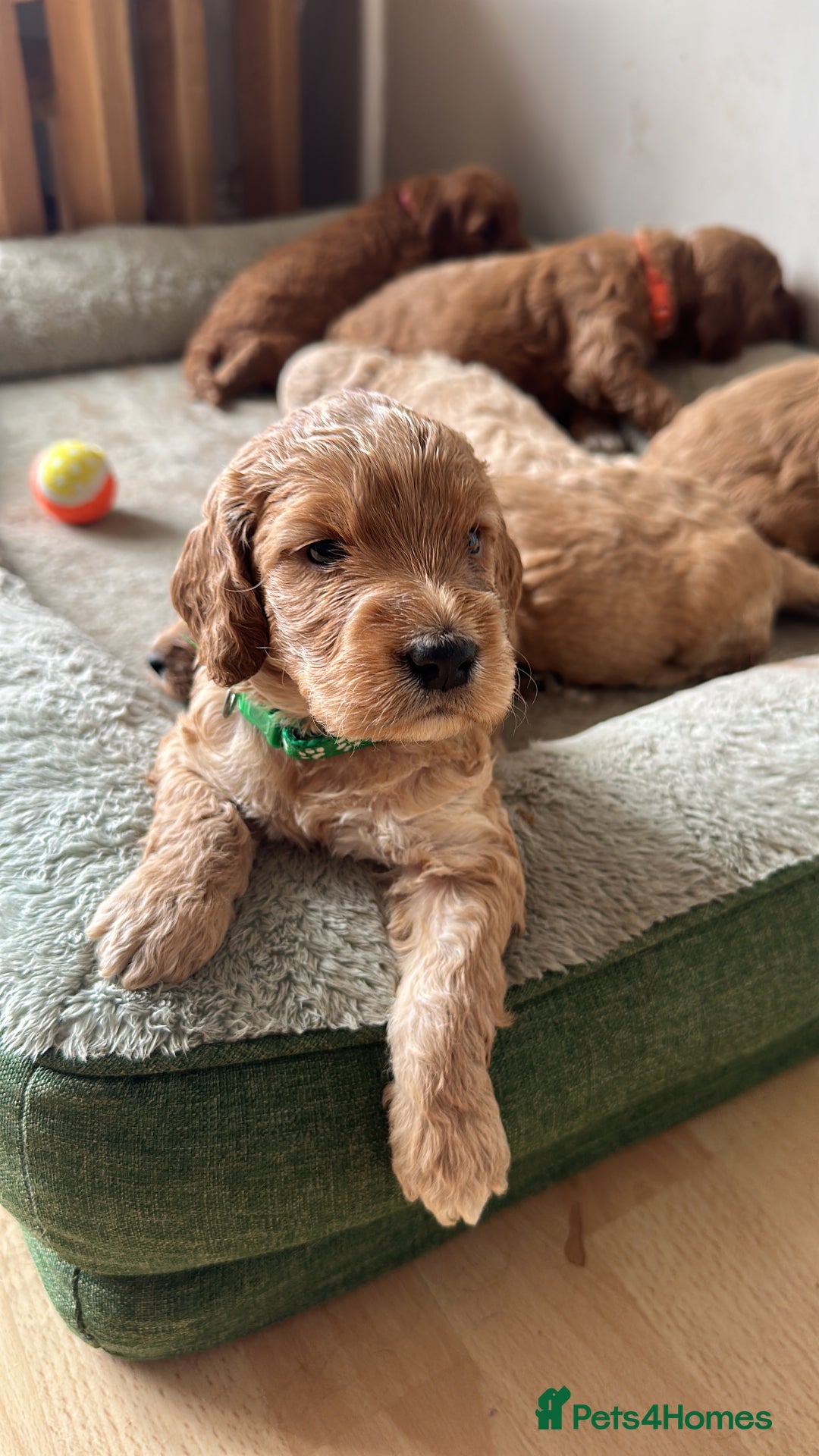 Irish Doodle dogs for sale: Gorgeous Miniature F1 Irish Doodles - Image 3