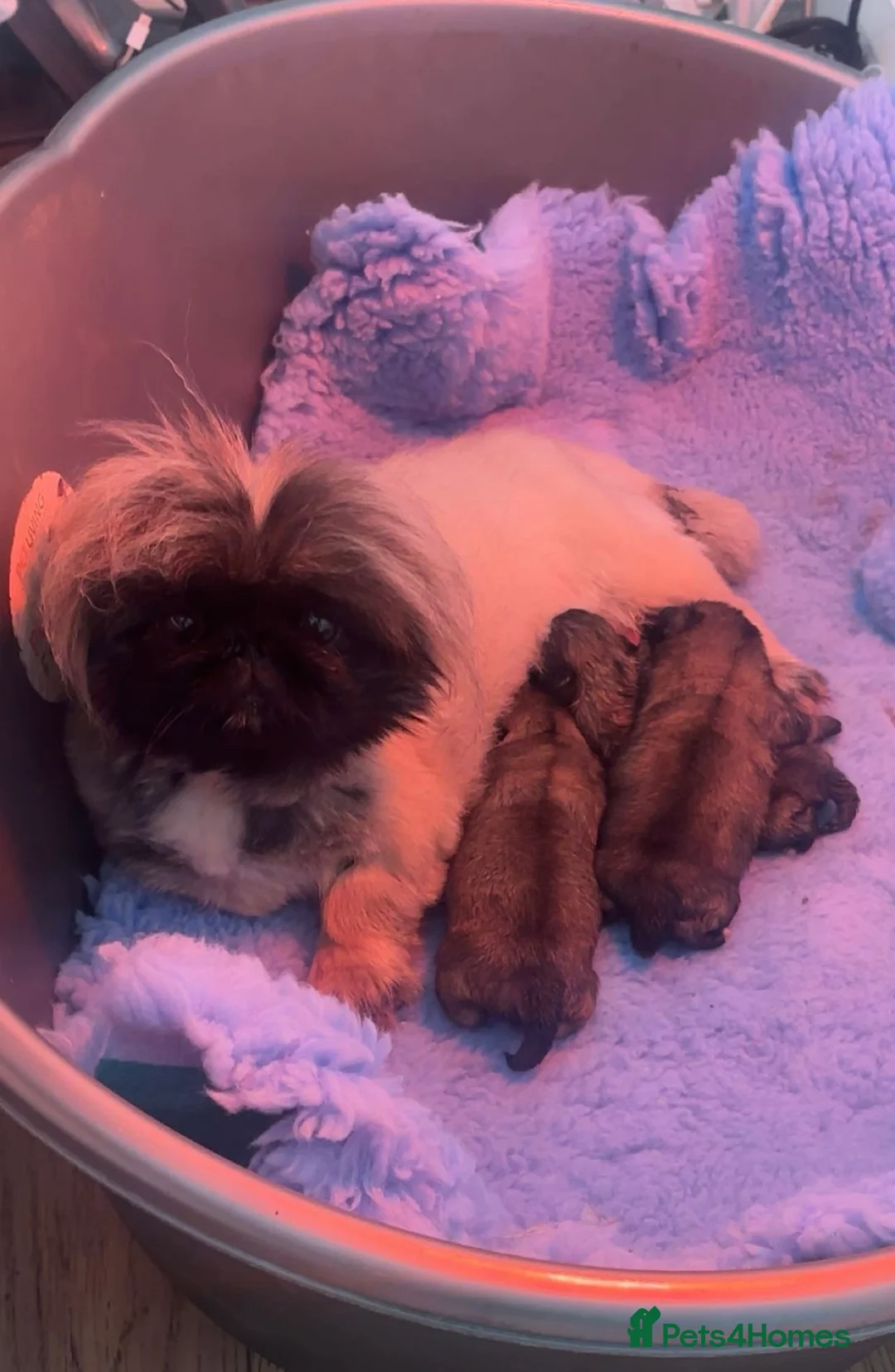Pekingese dogs for sale: Stunning high quality Pekingese puppies KC REG  - Advert 23