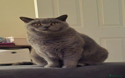British Shorthair cats for sale: British Shorthair for Sale  - Image 1