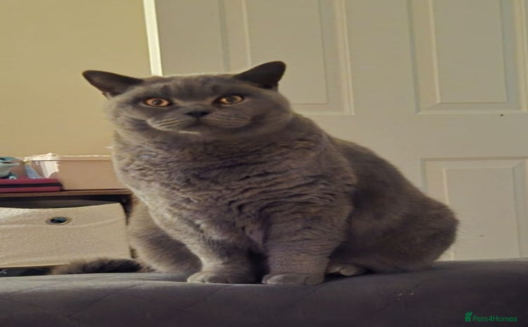 British Shorthair cats - Advert 6