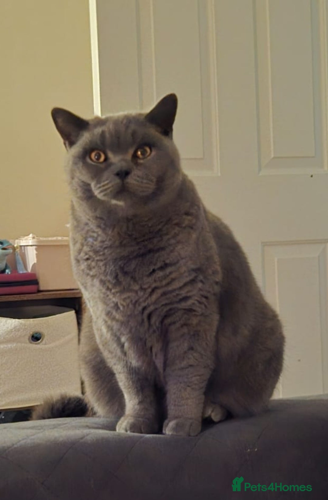 British Shorthair cats for sale: British Shorthair for Sale  - Image 1