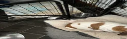 Jack Russell dogs for sale: Jack Russell  - Advert 5
