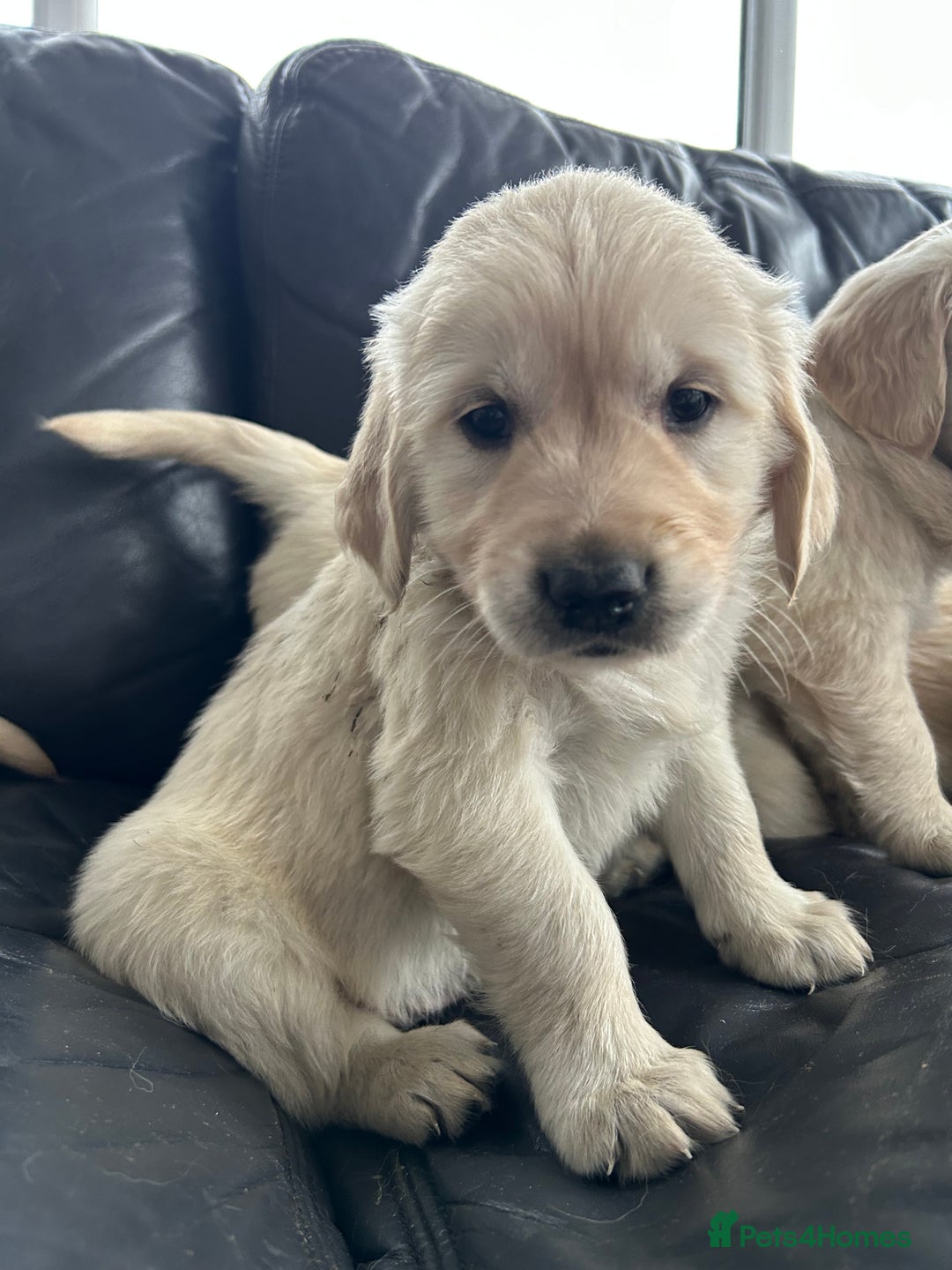Golden Retriever dogs for sale: Beautiful Golden Retriever Puppies  - Image 26