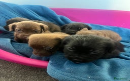 Cockapoo dogs for sale: Adorable cockapoo cross reduced last 2  - Image 3
