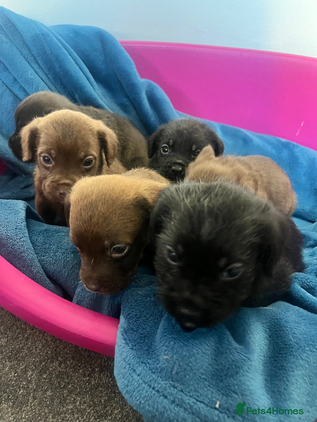 Cockapoo dogs for sale: Adorable cockapoo cross reduced last 2  - Image 3