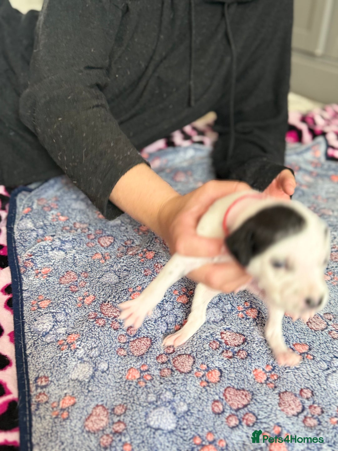 Dalmatian dogs for sale: Stunning KC Reg Dalmatian puppies  in Bristol - Image 37