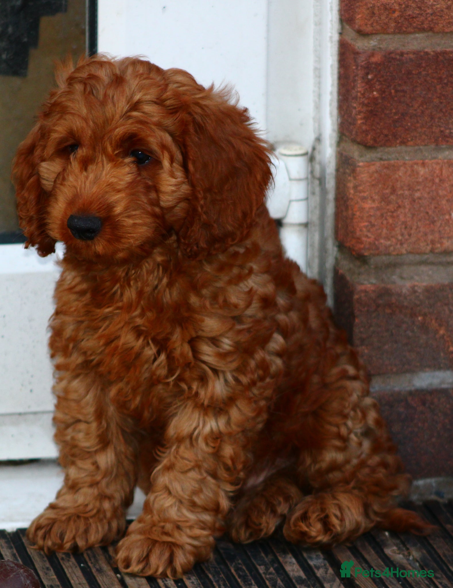 Cockapoo dogs Boy and girl  - Advert 18