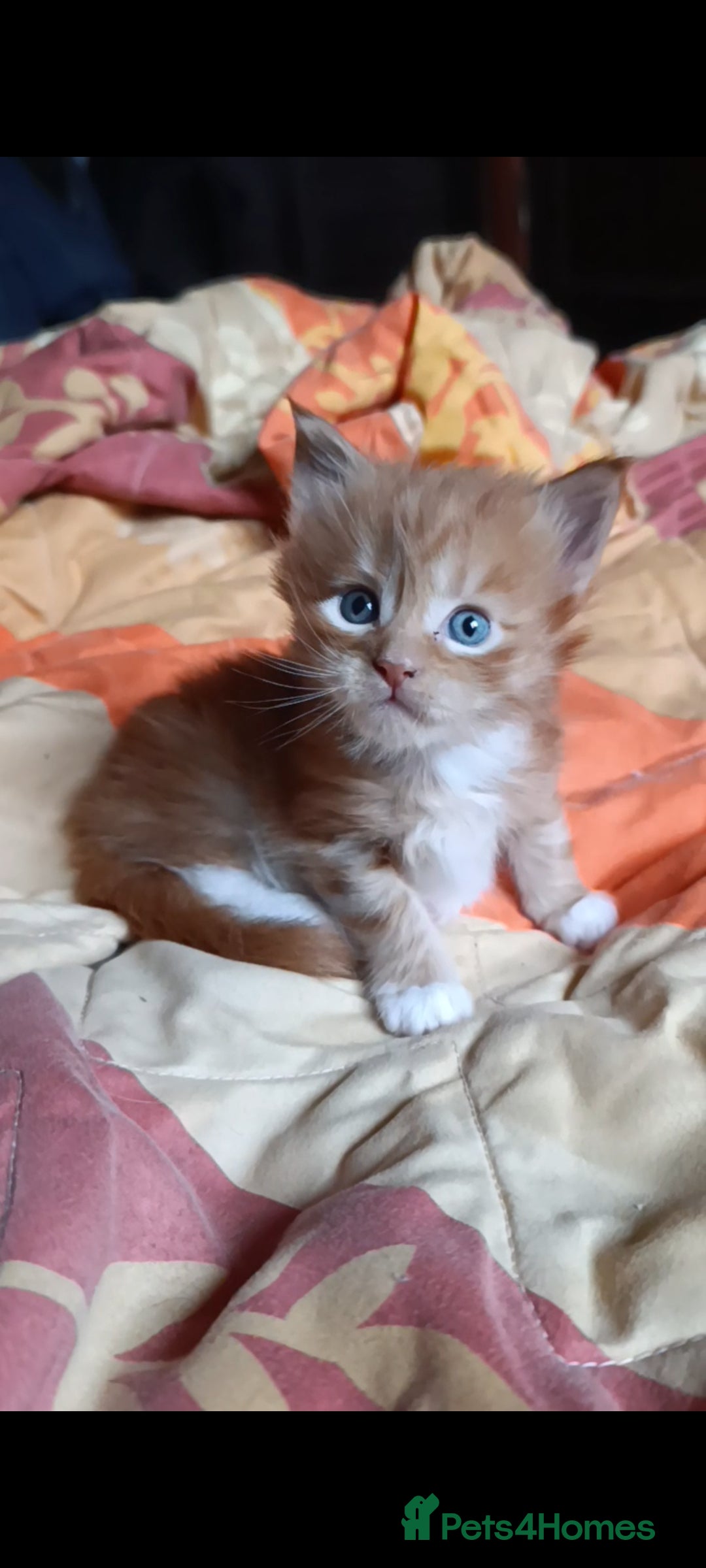 Maine Coon cats for sale: Maine Coon kitten Fire Red Marble Tabby and White - Image 21