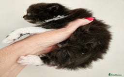 Mixed Breed cats for sale: Adorable Fluffy Chunky Kittens - Image 4