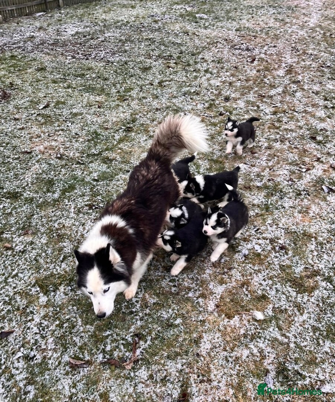 Siberian Husky dogs for sale: 🐶 Siberian Husky puppies ❤️ - Advert 2