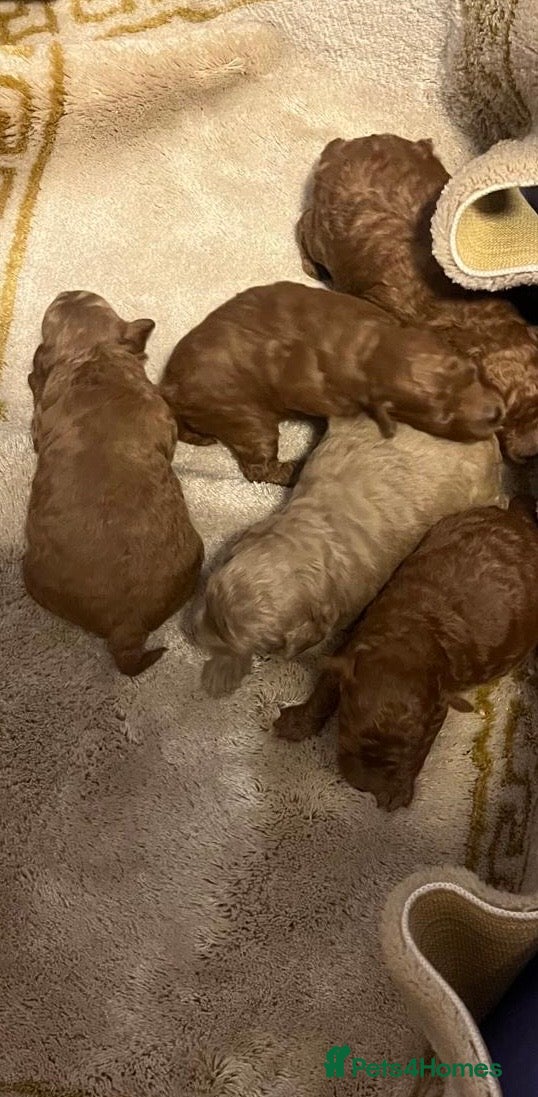 Maltipoo dogs Stunning quality Maltipo’s for sale  - Advert 1