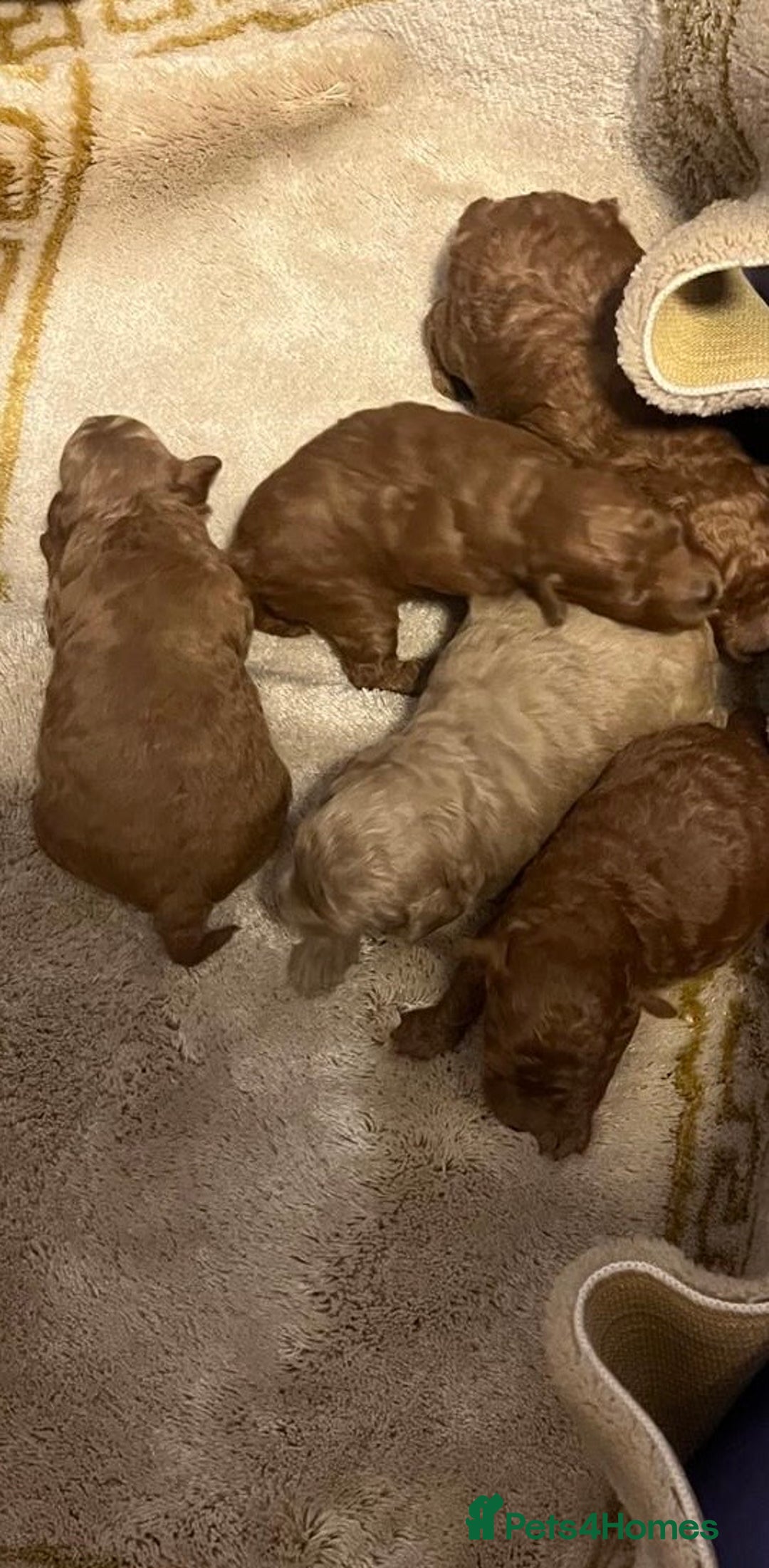 Maltipoo dogs for sale: Stunning quality Maltipo’s for sale  - Advert 1