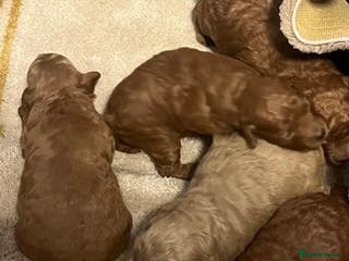 Maltipoo dogs Stunning quality Maltipo’s 1 male left - Advert 18