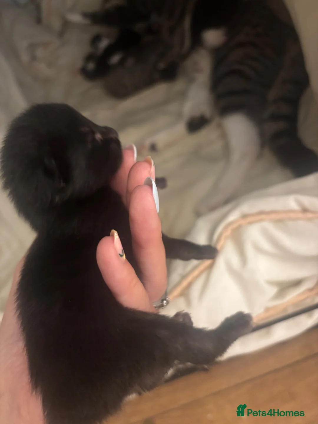 Mixed Breed cats for sale: 6 beautiful kittens  - Advert 13