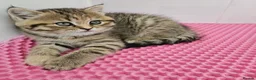 Scottish Fold cats for sale: Adorable Scottish Fold Straight Ear Tabby Kittens  - Advert 35