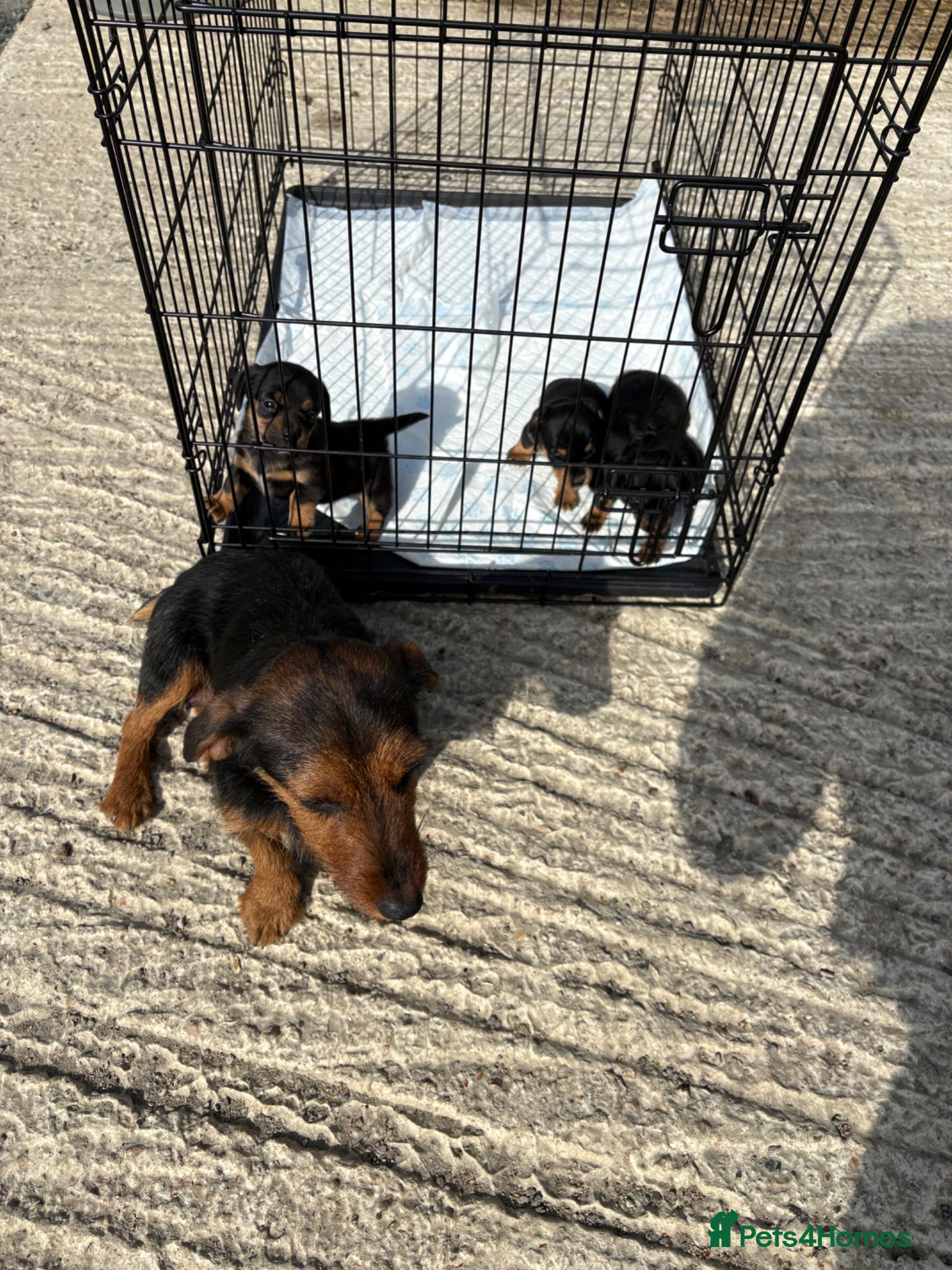Mixed Breed dogs Lakeland / patterdale x jack Russell puppies  - Advert 1