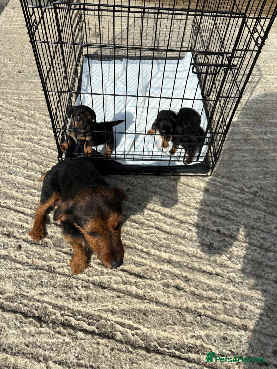 Mixed Breed dogs for sale: Lakeland / patterdale x jack Russell puppies  in Orpington - Advert 1
