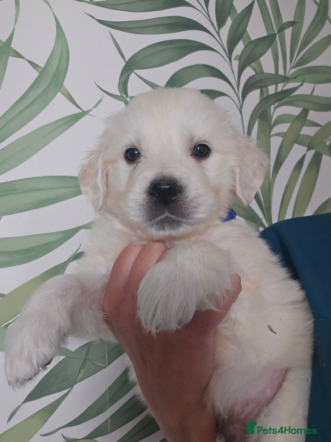 Golden Retriever dogs for sale: KC Reg Fully Health Tested Golden Retriever Pups - Image 10
