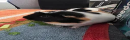 Guinea Pig rodents for sale: Looking for a Loving Home for Two Guinea Pigs - Advert 5