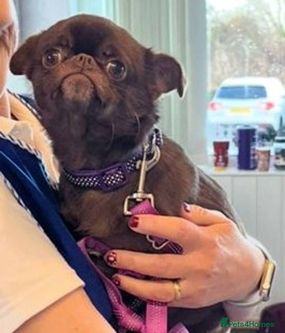 Mixed Breed dogs for sale: Cute Chihuahua Cross Jack Russel Pups. - Advert 7