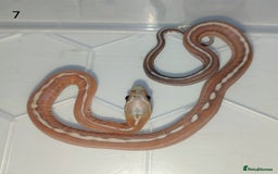 Corn Snake reptiles for sale: 2025 Scaleless cornsnakes  - Image 6