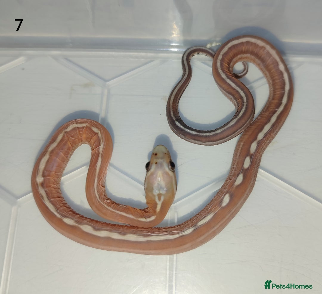 Corn Snake reptiles for sale: 2025 Scaleless cornsnakes  - Image 6