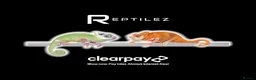 Chameleon reptiles for sale: CHAMELEON BABIES - Advert 1
