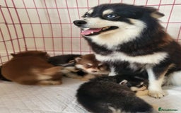 Pomsky dogs for sale:  toy size multi-generational pomsky puppies  - Image 19
