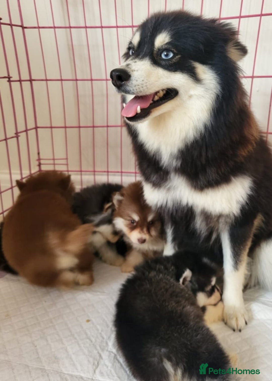 Pomsky dogs for sale:  toy size multi-generational pomsky puppies  - Image 19