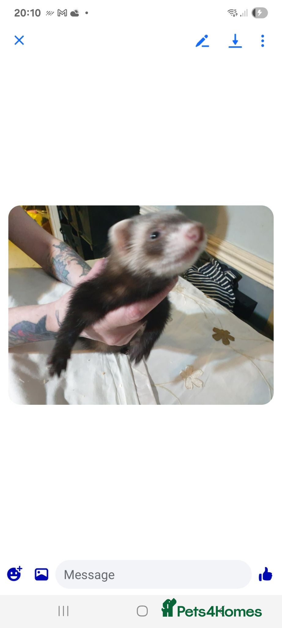 Ferret rodents Ferret kit - Advert 5