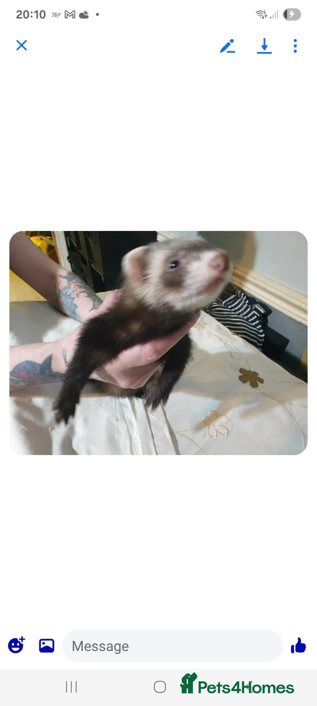 Ferret rodents for sale: Ferret kit in Bolton - Advert 1