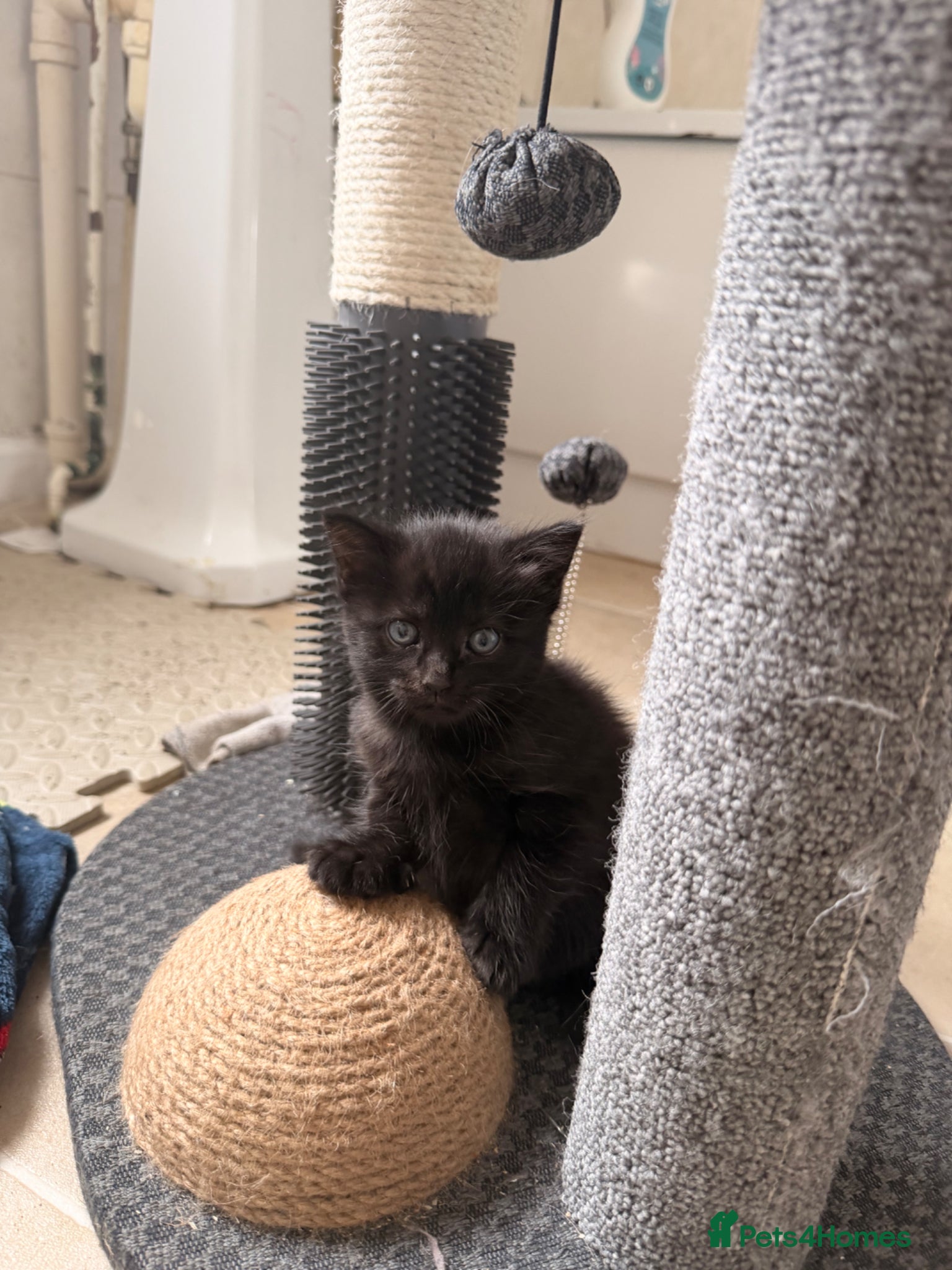 Domestic Shorthair cats for sale: Little female kitten ready for her forever people - Advert 7