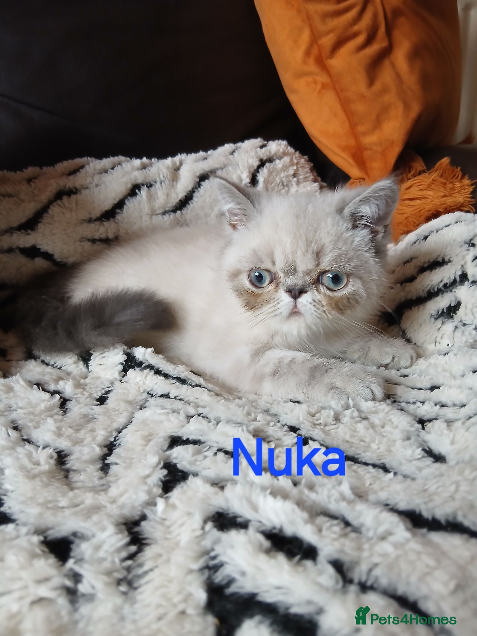 Exotic cats READY NOW GCCF PERSIAN EXOTIC BABIES - Advert 7