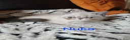 Exotic cats for sale: PEDIGREE GCCF PERSIAN EXOTIC BABIES - Advert 27