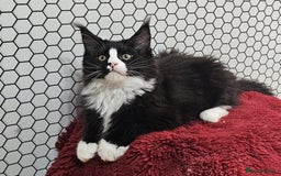 Maine Coon cats for sale: Pure breed Maine Coons Kittens  - Image 22