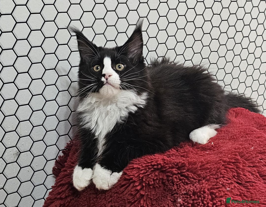 Maine Coon cats for sale: Pure breed Maine Coons Kittens  - Image 22