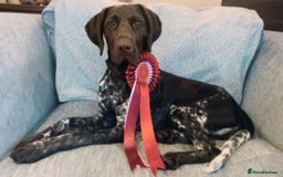 German Shorthaired Pointer dogs for sale: Exceptionally Well Bred German Shorthair Pointer  - Image 4