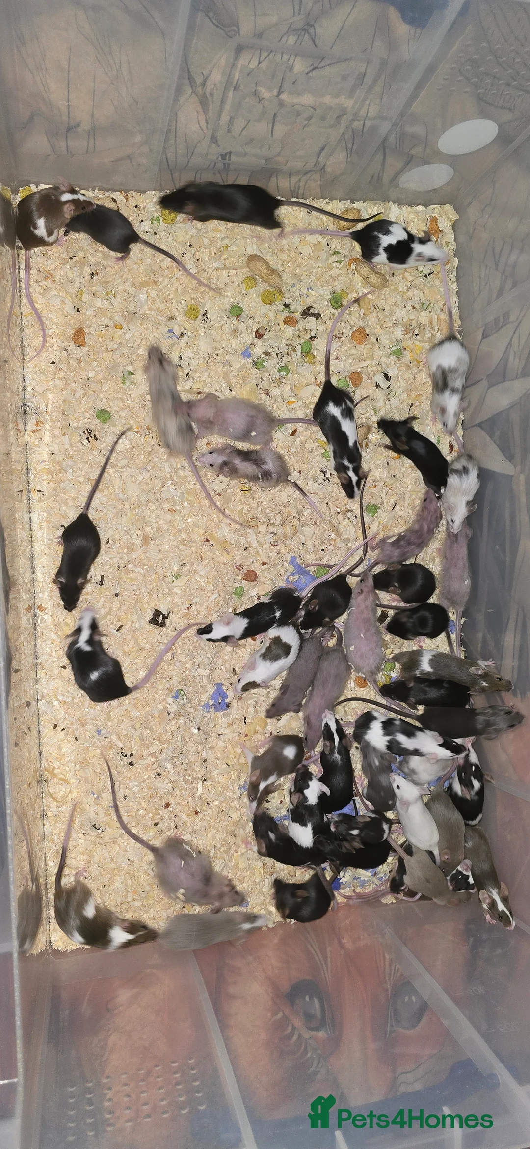 Mouse rodents for sale: Baby Fancy Mice, Mostly Females - Advert 1
