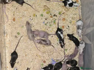 Mouse rodents Baby Fancy Mice, Mostly Females - Advert 20