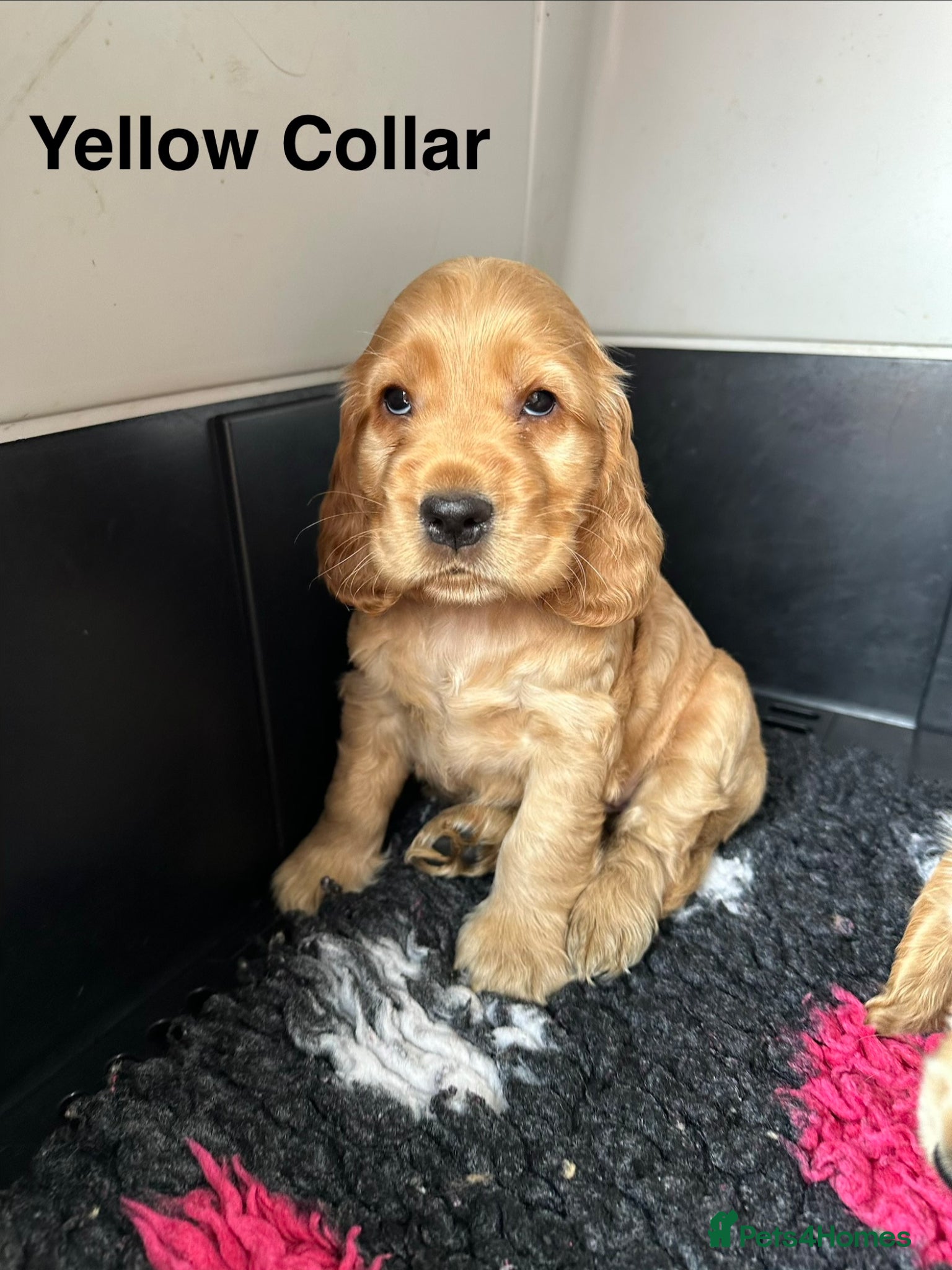 Cocker Spaniel dogs Show Cocker Spaniels  - Advert 2