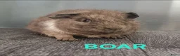 Guinea Pig rodents for sale: Beautiful Male Baby Guinea Pigs for sale  - Advert 11