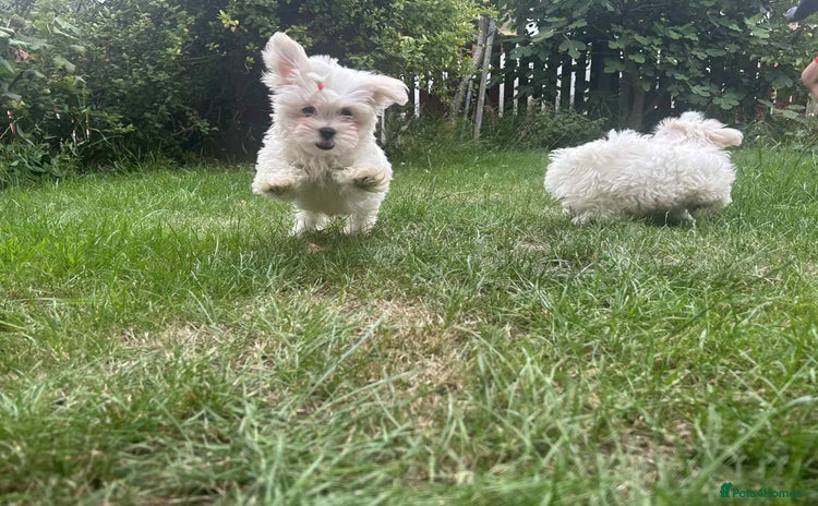 Maltese dogs - Advert 15