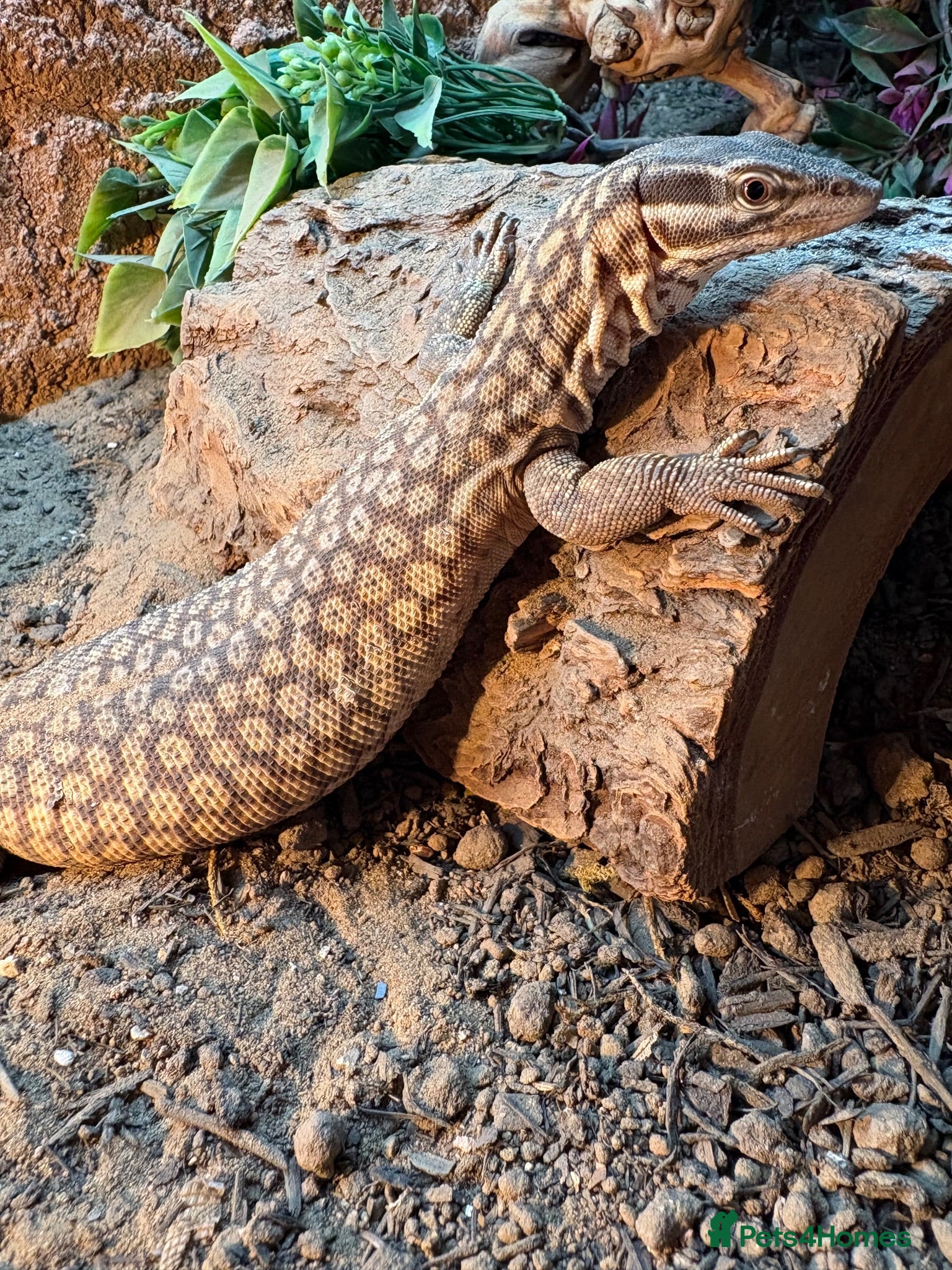 Chameleon reptiles Female Ackie Monitor with Vivarium  - Advert 20